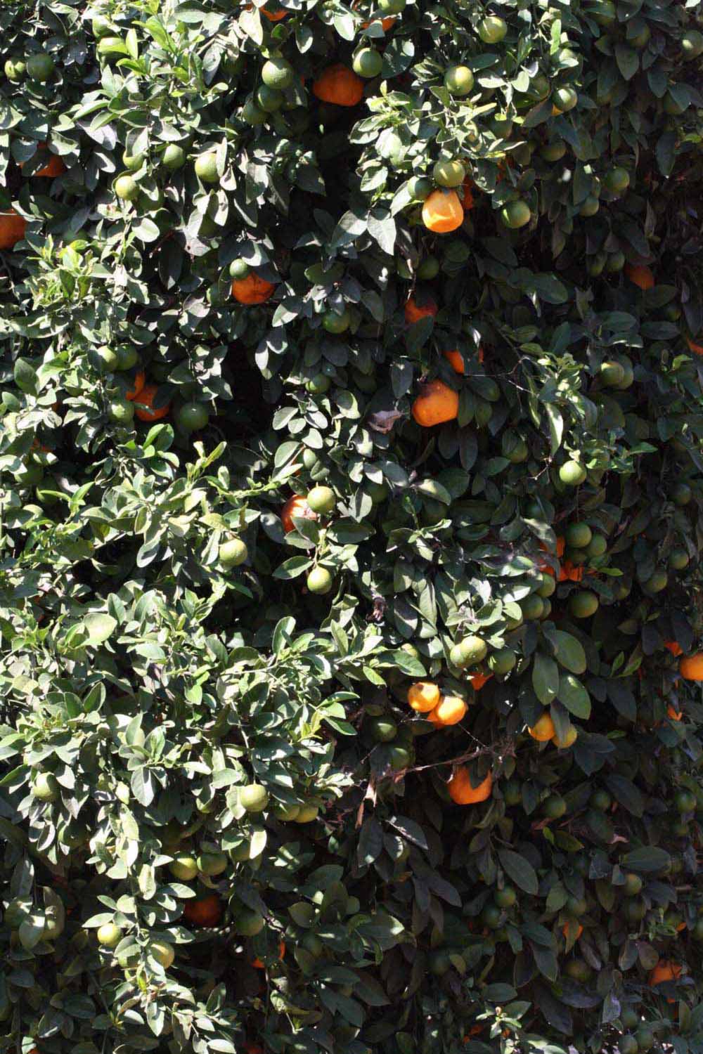              Habit (Riverside, CA)       